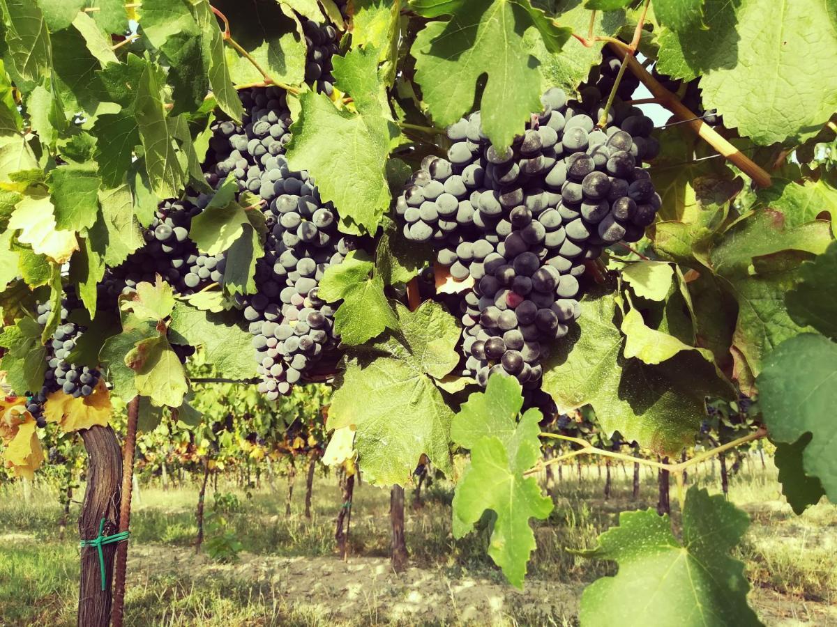 Tenuta I Musi Lunghi Lesignano de' Bagni 外观 照片